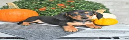Miniature Dachshund dogs for sale: Parker - Ad 4