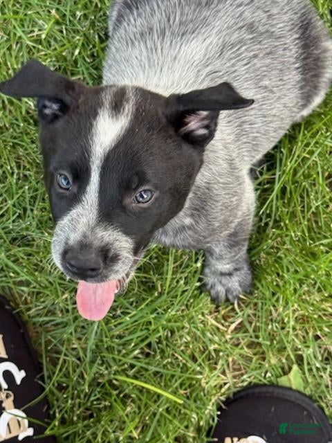 Australian Cattle Dog dogs Australian Cattle Dog 1 - Ad 23