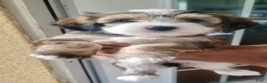 Yorkshire Terrier 2