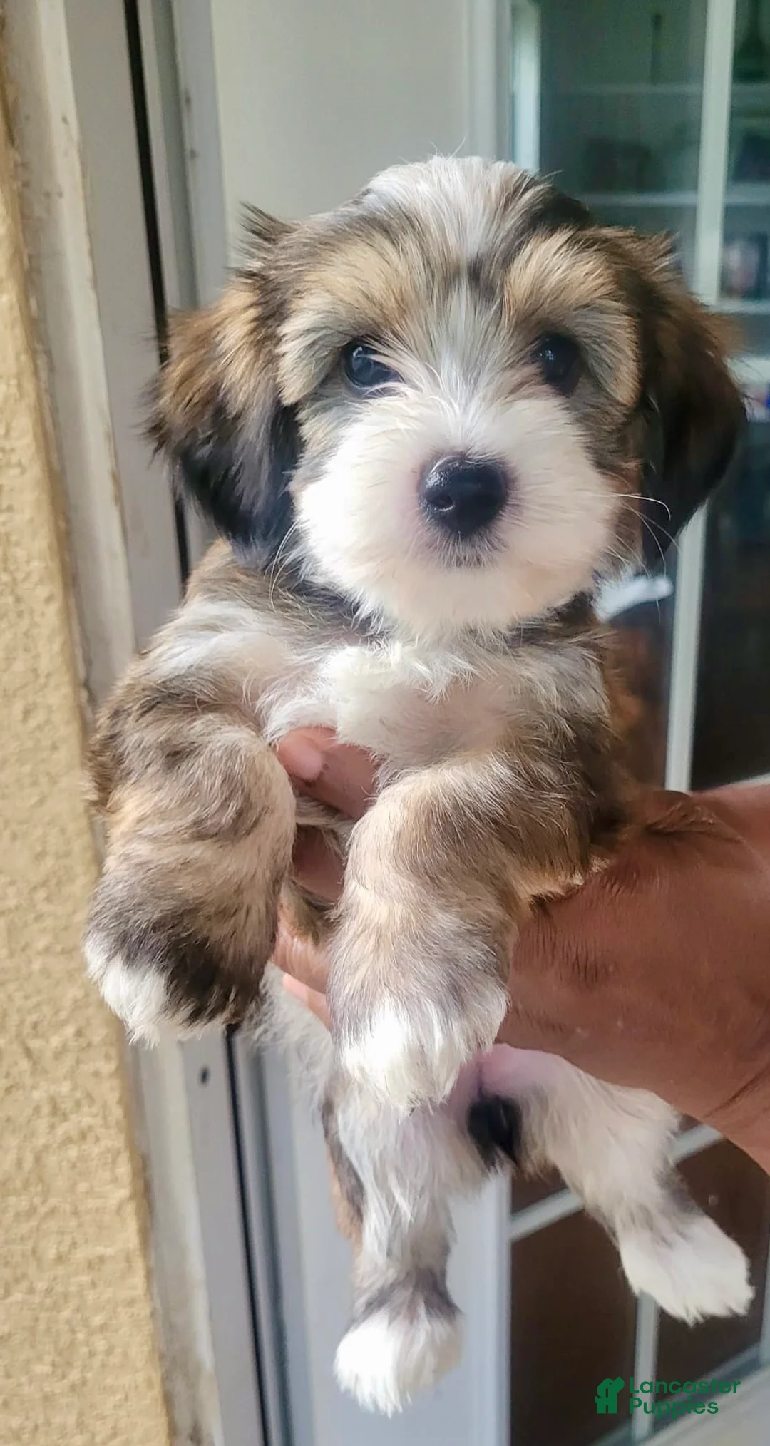 Yorkshire Terrier dogs for sale: Yorkshire Terrier 2 - Ad 1