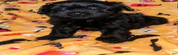Yorkiepoo dogs for sale: Buckwheat  - Ad 4