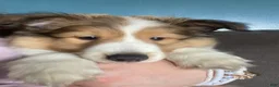 Shetland Sheepdog dogs for sale: Shetland Sheepdog Puppy 1 - Ad 12