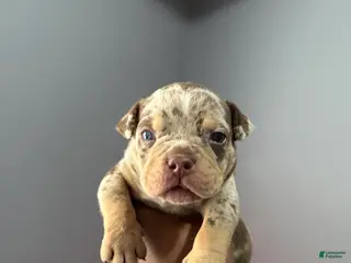 American Bully dogs American Bully Puppy 6 - Ad 2