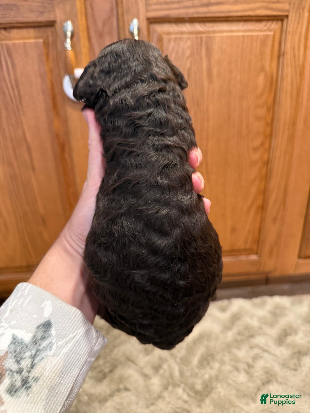 Goldendoodle dogs for sale: Marky - Ad 4