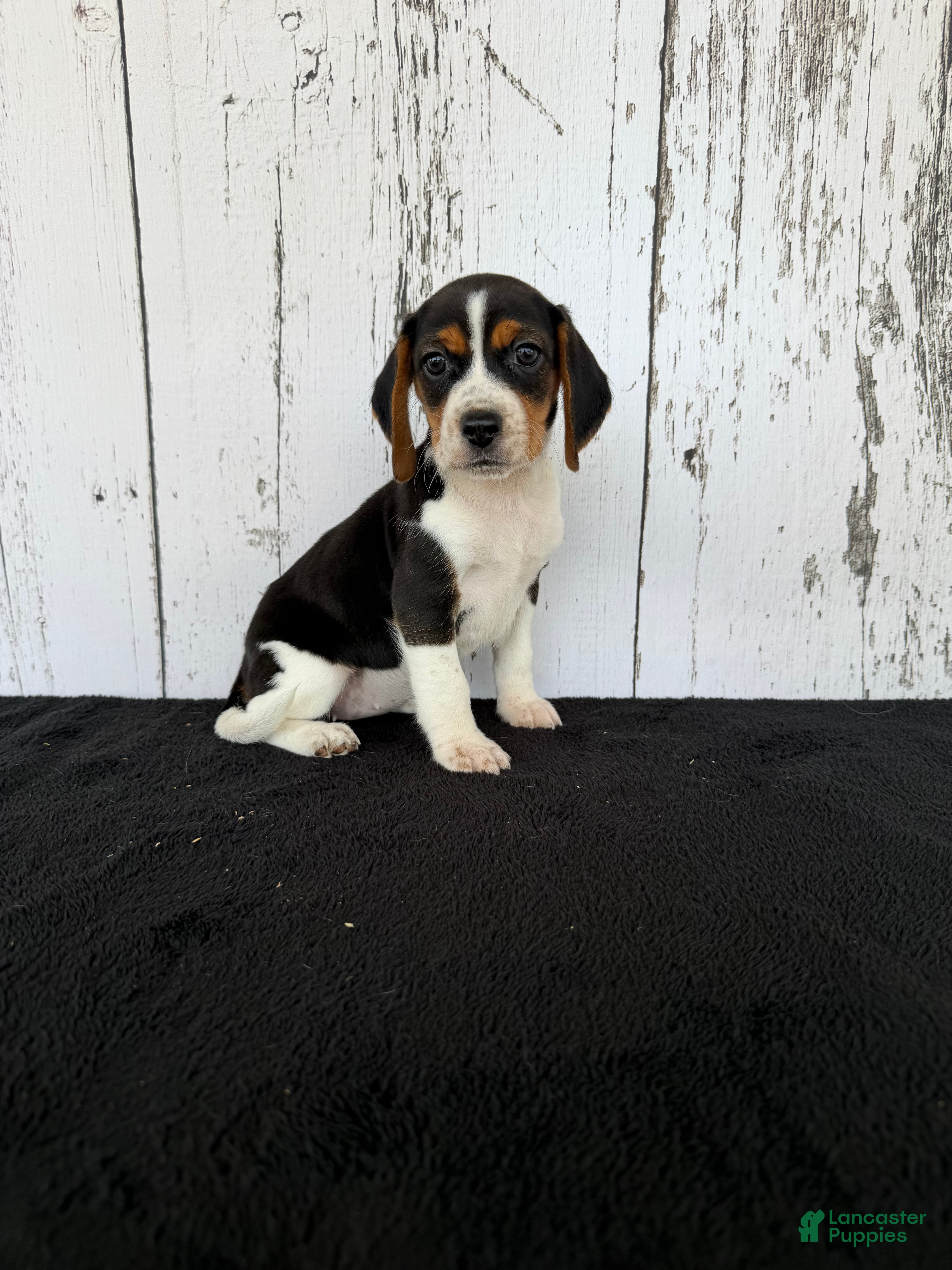 Beagle dogs Baily - Ad 1