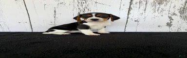 Baily