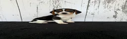 Beagle dogs for sale: Baily - Ad 1