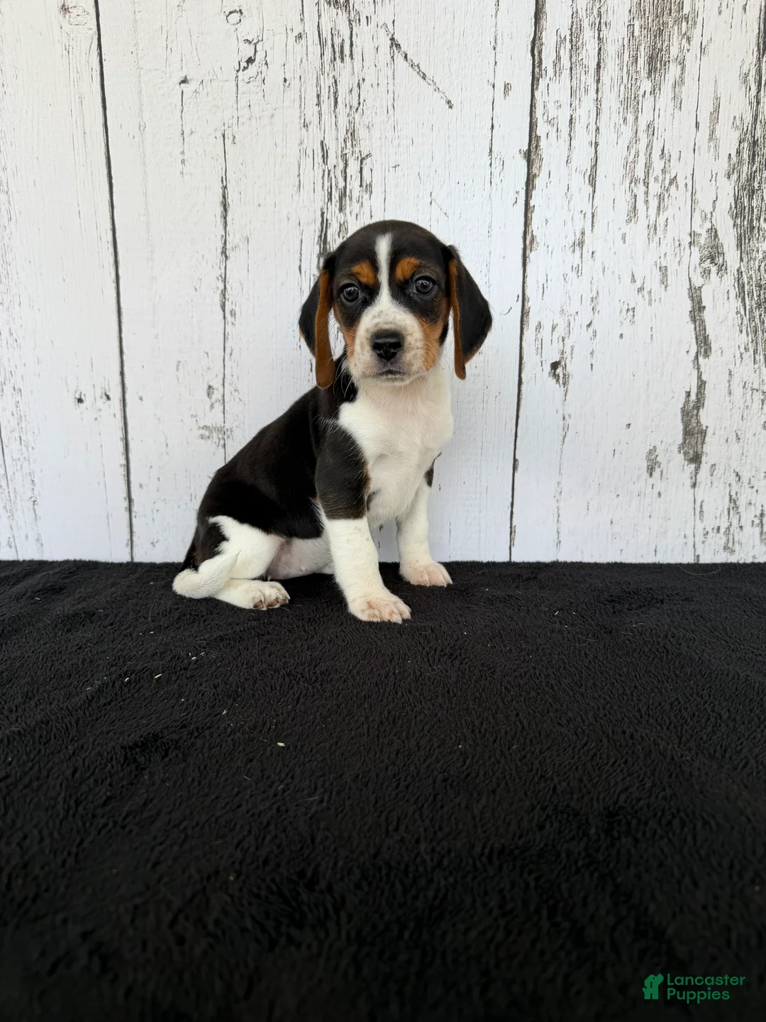 Beagle dogs for sale: Baily - Ad 1