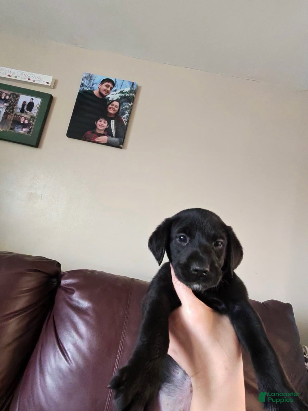 Mixed Breed dogs for sale: Carmella / Cinimini / Honey / Albany / Mini zoo / midnight - Ad 28