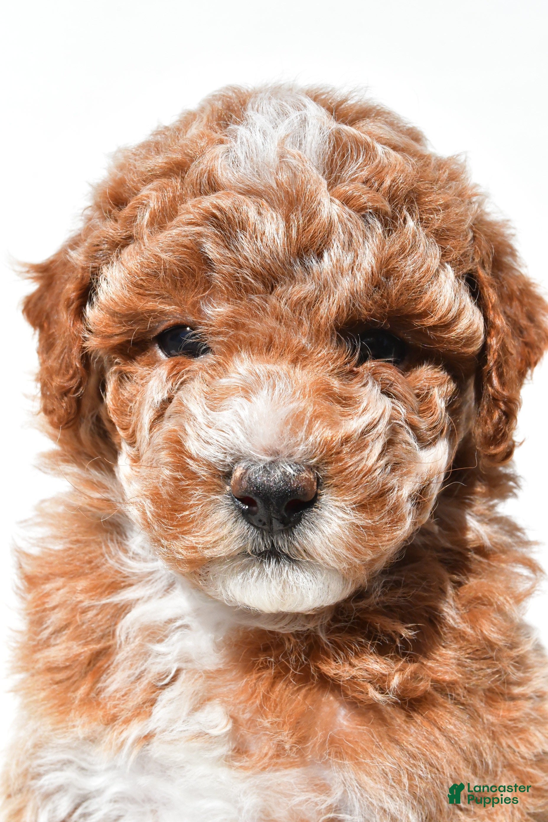 Miniature Poodle dogs Sadie - Ad 1