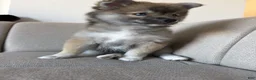 Pomsky dogs for sale: Princess - Ad 1