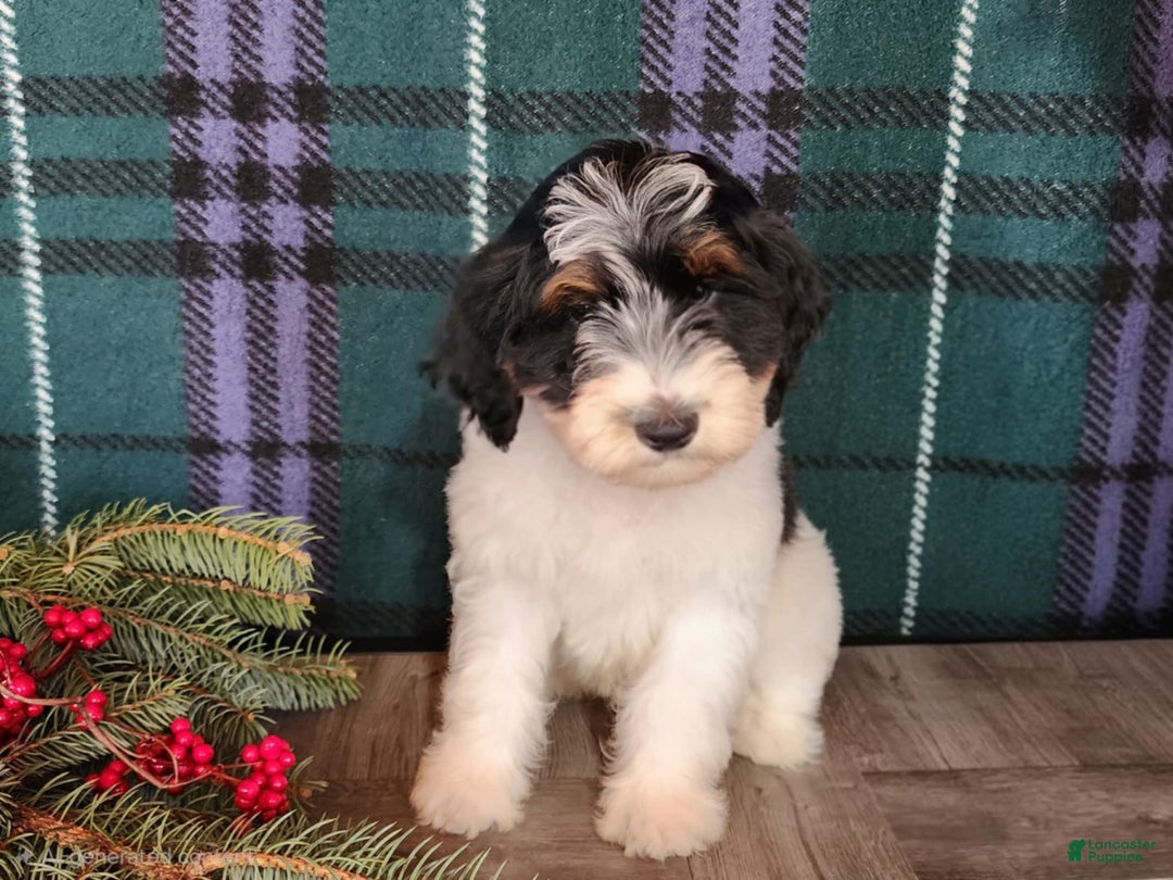Mini Bernedoodle dogs for sale: Vixon - Ad 2