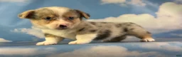 Welsh Corgi Pembroke dogs for sale: Aca Dozer Bluie Merle with full tail fluffy carrier triple clear - Ad 5