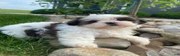 Shih Tzu dogs for sale: Tommy - Ad 5