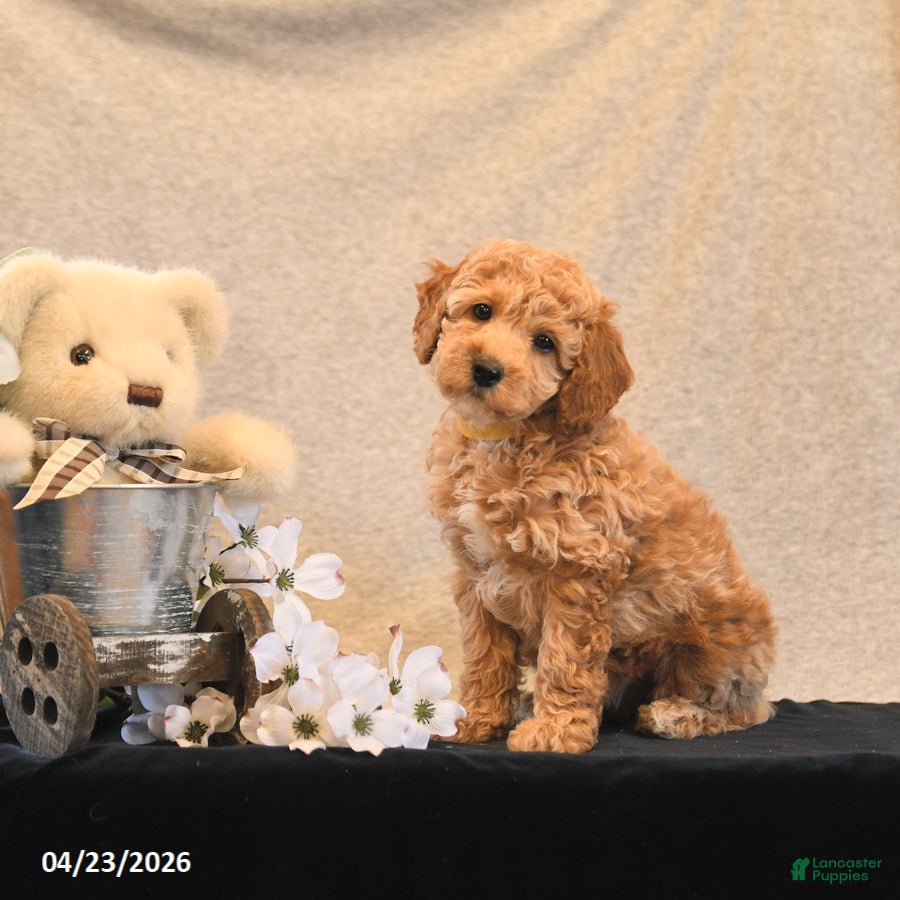 Miniature Poodle dogs Pom Pom - Ad 2