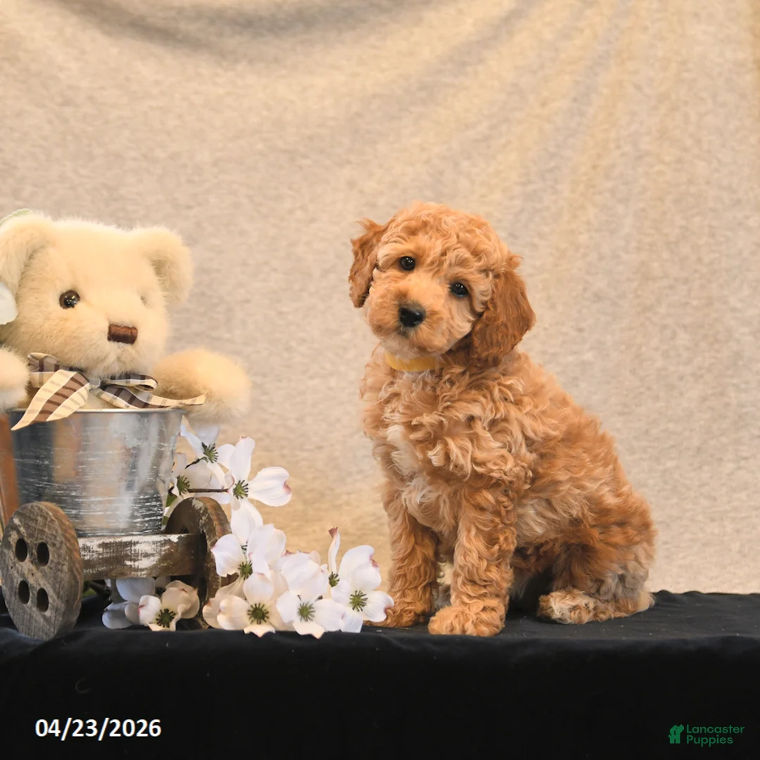 Miniature Poodle dogs for sale: Pom Pom - Ad 2