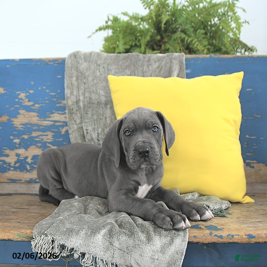 Great Dane dogs Loki - Ad 2