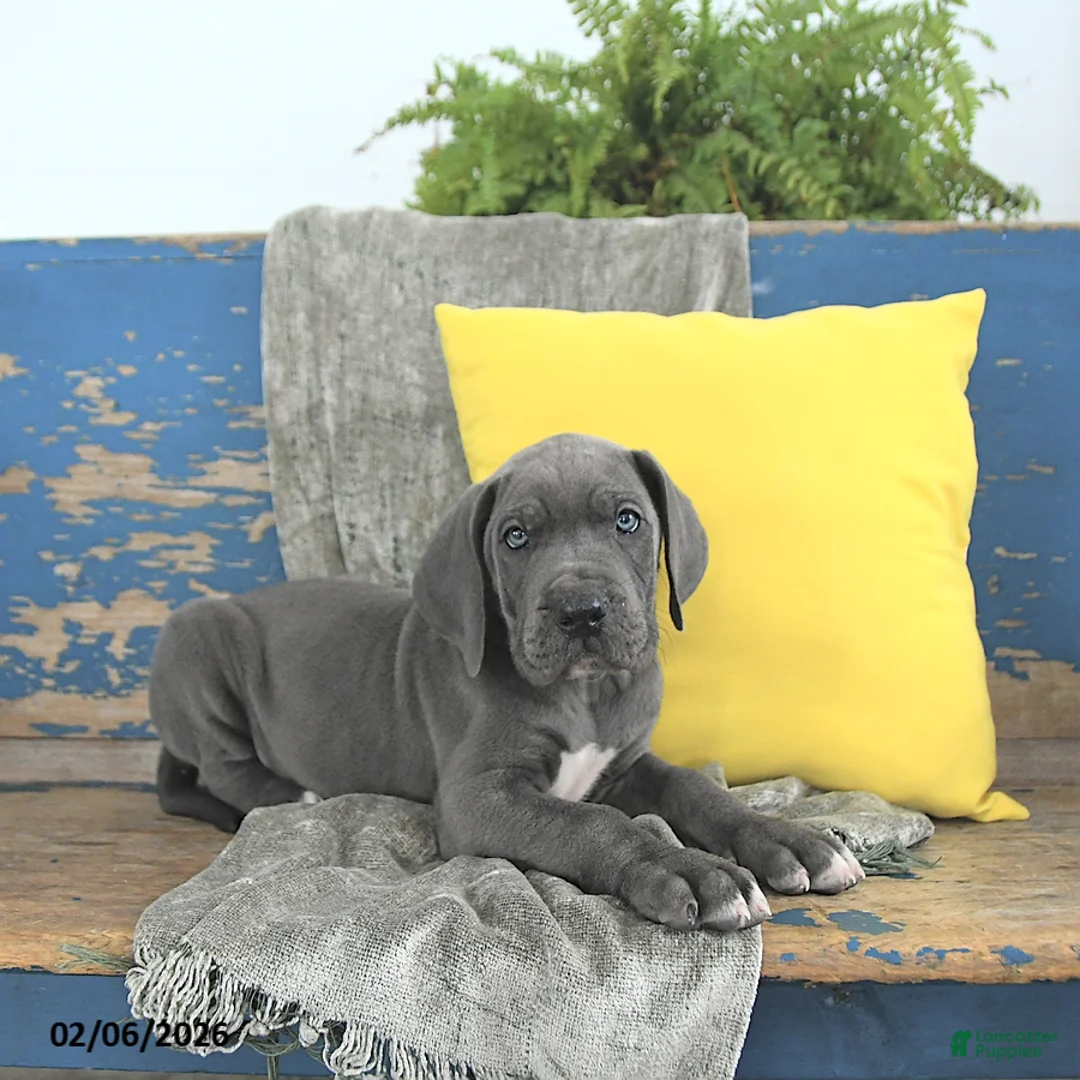 Great Dane dogs for sale: Loki - Ad 2
