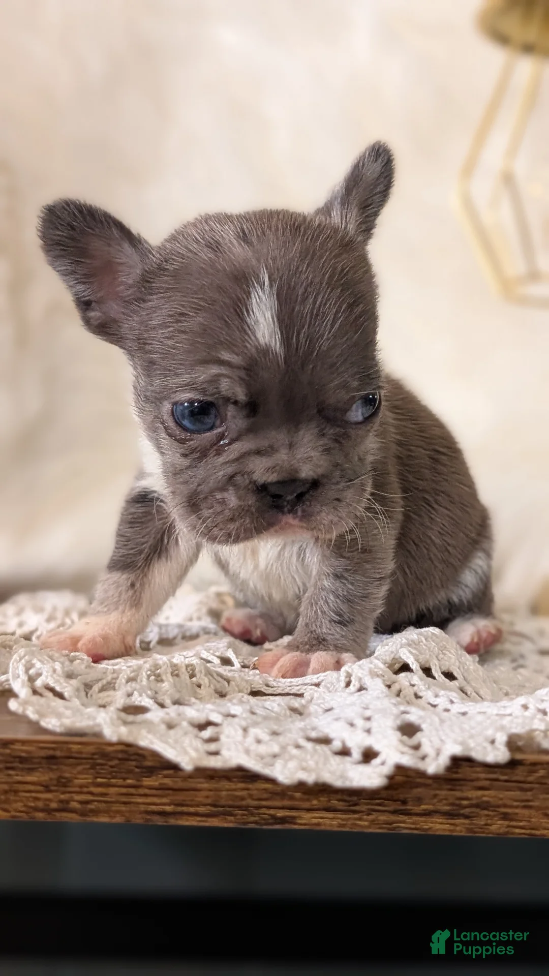 French Bulldog dogs for sale: Xena - Ad 2
