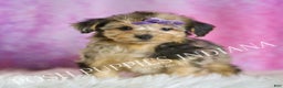 Yorkiepoo dogs for sale: Kiki - Ad 6