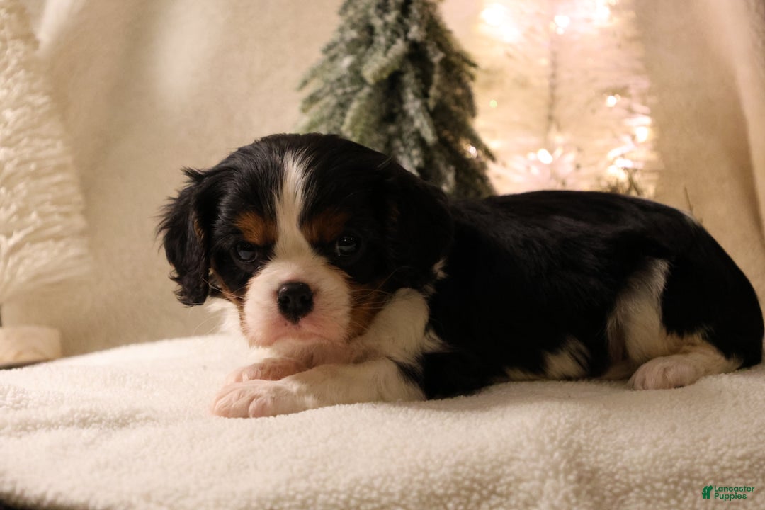 Cavalier King Charles Spaniel dogs for sale: Casper - Ad 3