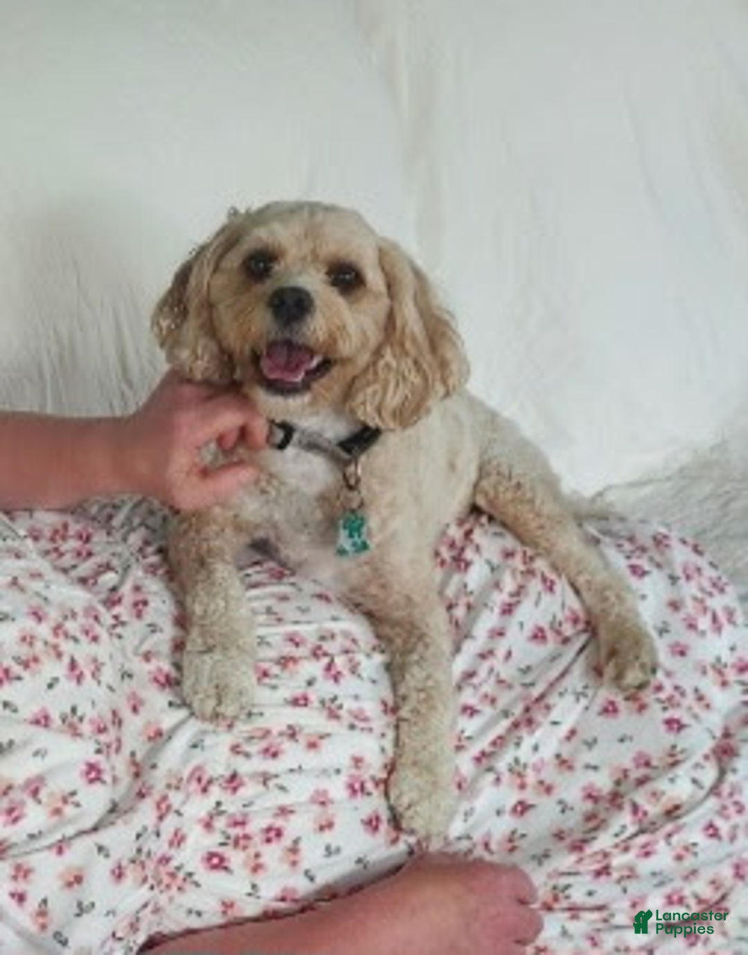 Cavapoo dogs for sale: Cavapoo Puppy 2 - Ad 8