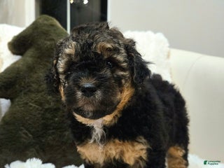 Mini Goldendoodle dogs - Ad 40