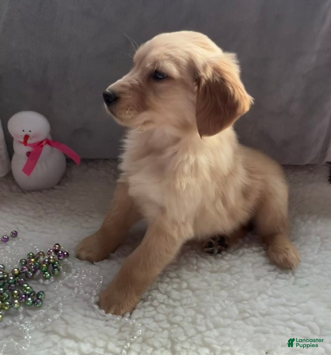 Golden Retriever dogs for sale: Bentley - Ad 5