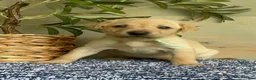 Labrador Retriever dogs for sale: Aqua - Ad 1