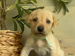 Labrador Retriever dogs for sale: Aqua - Ad 4