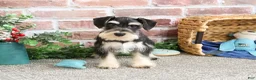 Miniature Schnauzer dogs for sale: Azriel - Ad 5