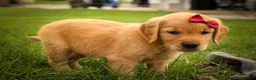 Golden Retriever dogs for sale: Rocco✨ - Ad 10