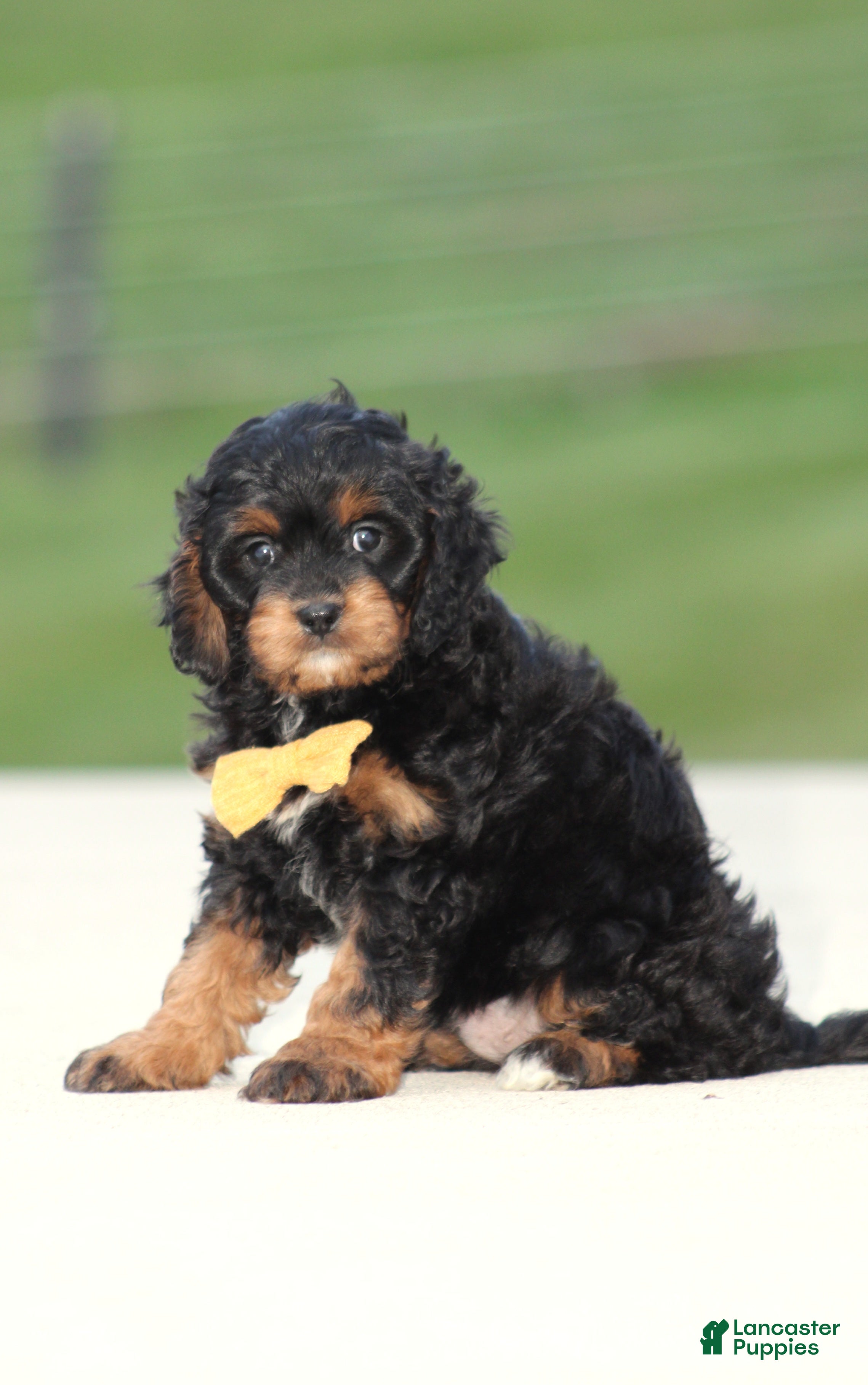 Cavapoo dogs Koda - Ad 1