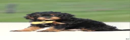 Cavapoo dogs for sale: Koda - Ad 1