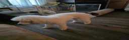 Miniature Poodle dogs for sale: Miniature Poodle 2 - Ad 3