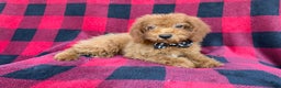 Cockapoo dogs for sale: Cash - Ad 5