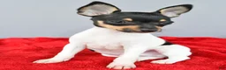 Toy Fox Terrier dogs for sale: Buster  - Ad 4