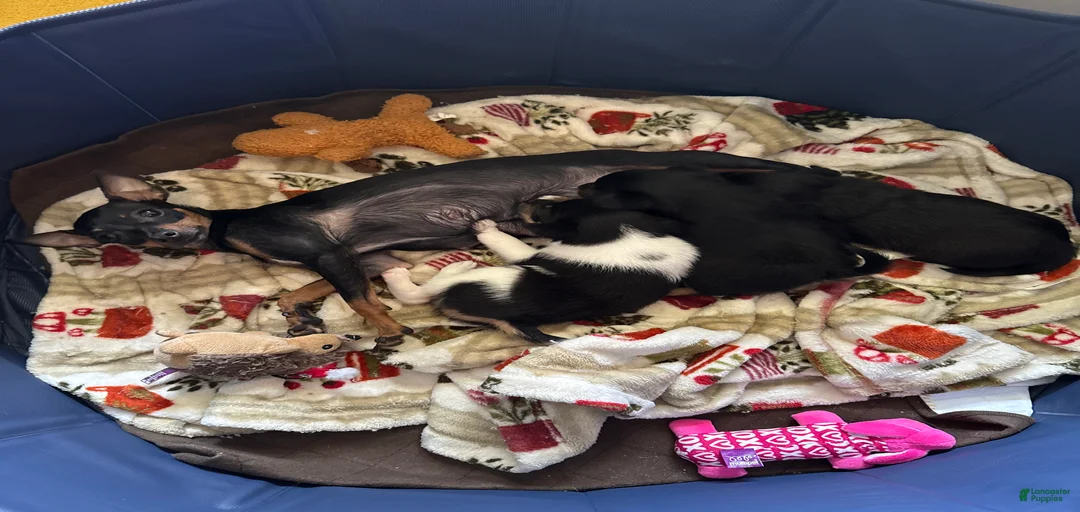 Gallery Image {{count}}