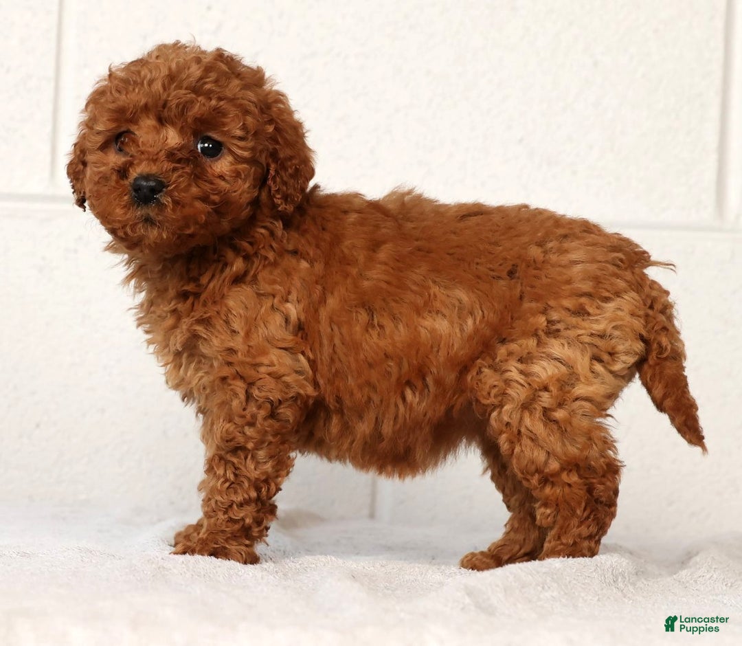 Mini Goldendoodle dogs for sale: Lou - Ad 4