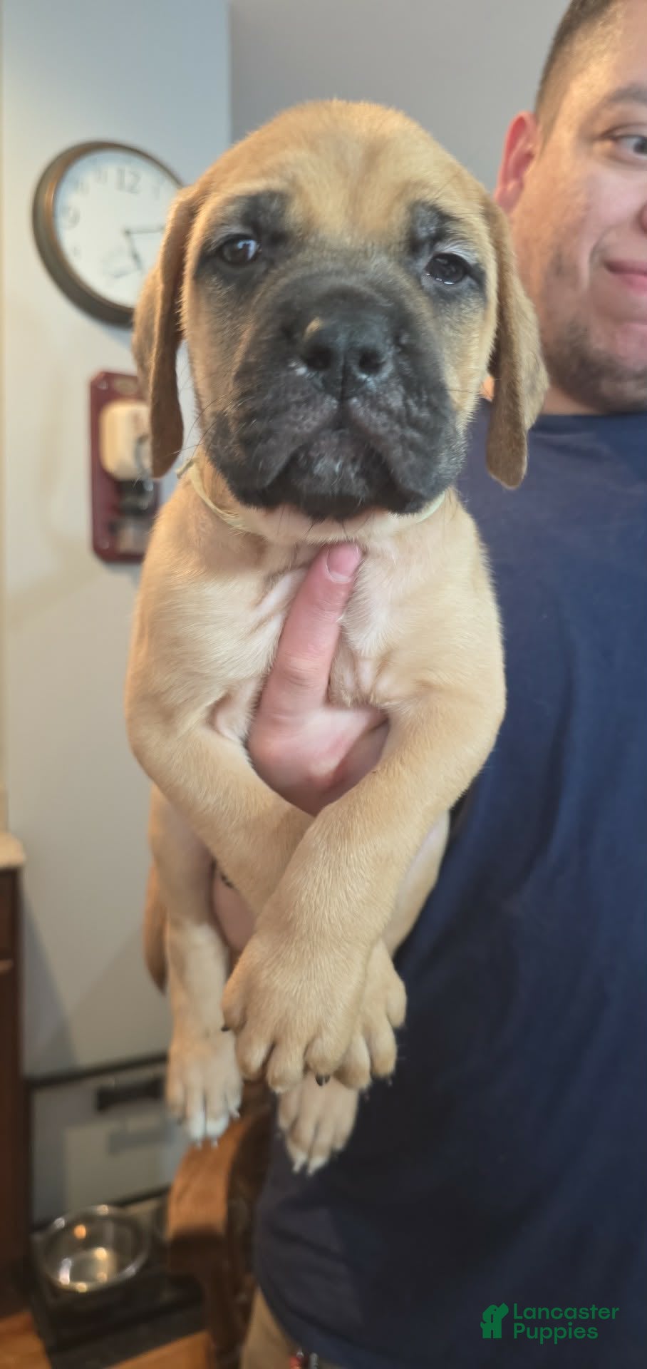 English Mastiff dogs English Mastiff Puppy 2 - Ad 18