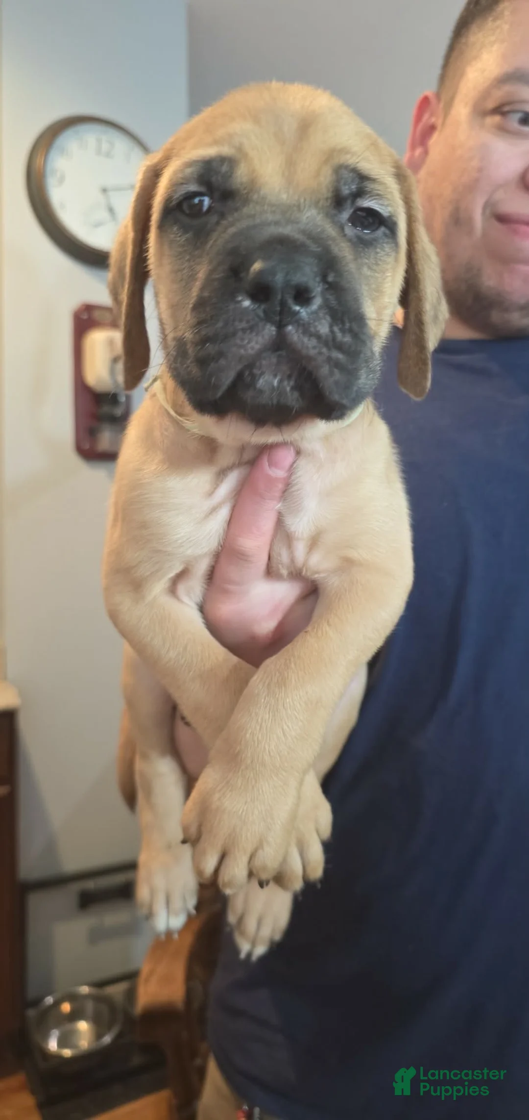 English Mastiff dogs for sale: English Mastiff Puppy 2 - Ad 1