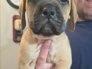 English Mastiff dogs English Mastiff Puppy 2 - Ad 18