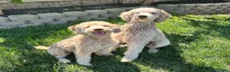 Standard Poodle dogs for sale: Standard Poodle 6 - Ad 2