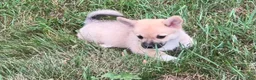 Mixed Breed dogs for sale: Spunky - Ad 1