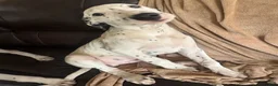 Mixed Breed dogs for sale: Miles - Ad 3