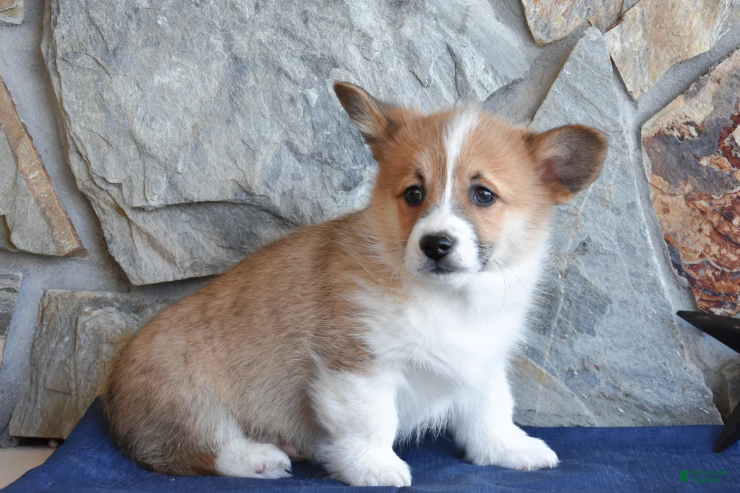 Welsh Corgi Pembroke dogs for sale: Swagger - Ad 2