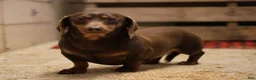 Miniature Dachshund dogs for sale: Olivia - Ad 6