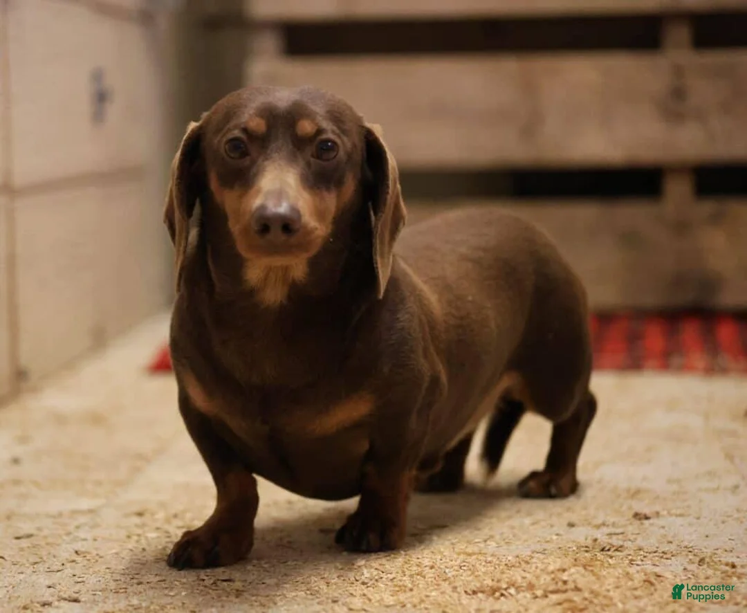 Miniature Dachshund dogs for sale: Olivia - Ad 6