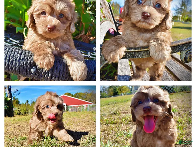 Havapoo dogs for sale: Porsha - Ad 1