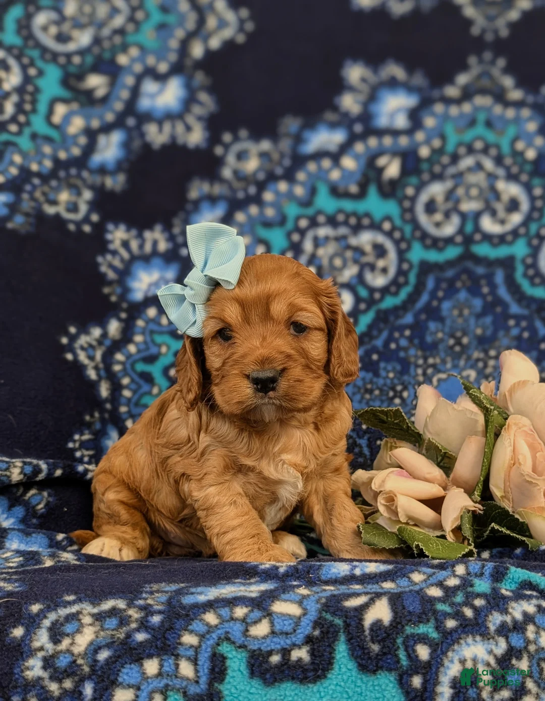 Cockapoo dogs for sale: Hana - Ad 3